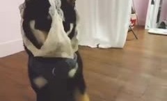 丁字裤标准穿法，真香