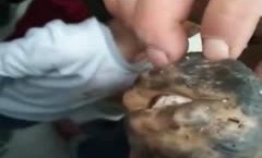 有嘴有牙的肉灵芝？